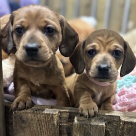 Dachshund (Miniature Smooth Haired)