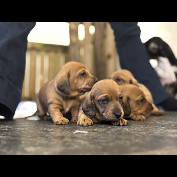 Dachshund (Miniature Smooth Haired)