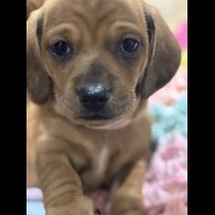 Dachshund (Miniature Smooth Haired)