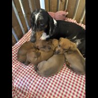 Dachshund (Miniature Smooth Haired)