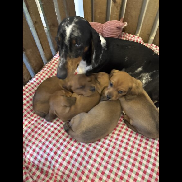 Dachshund (Miniature Smooth Haired)