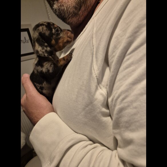 Dachshund (Miniature Smooth Haired)