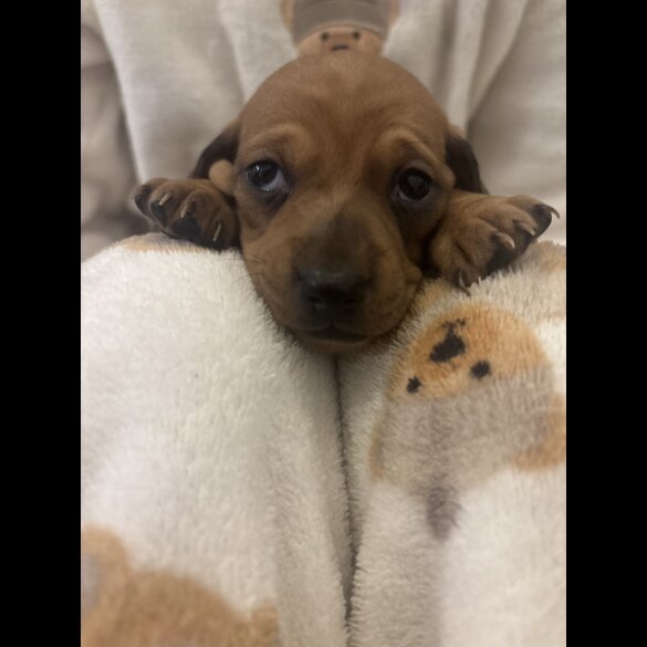 Dachshund (Miniature Smooth Haired)