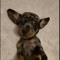 Dachshund (Miniature Smooth Haired)