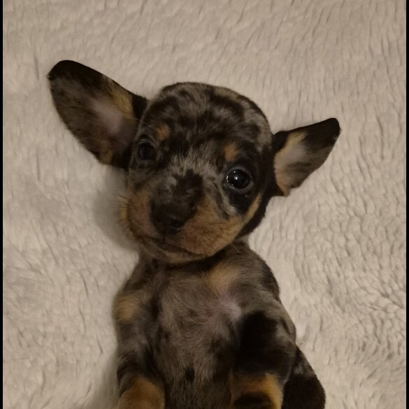 Dachshund (Miniature Smooth Haired)