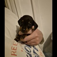 Dachshund (Miniature Smooth Haired)
