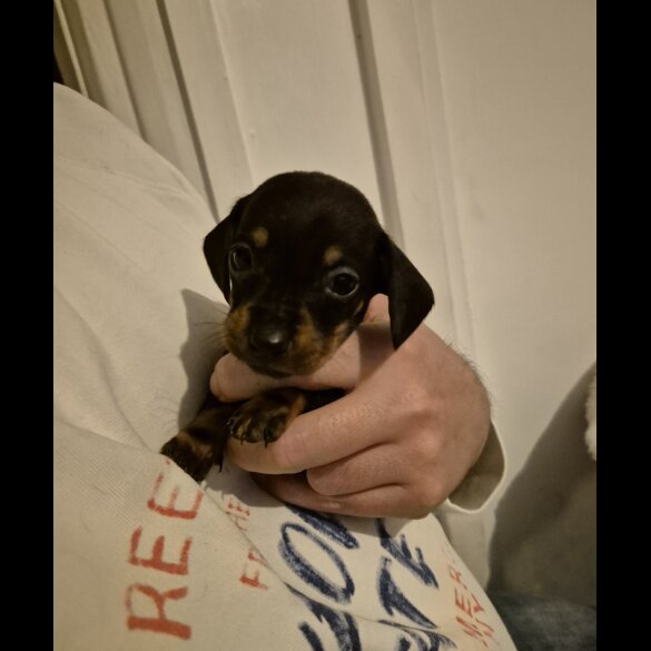 Dachshund (Miniature Smooth Haired)