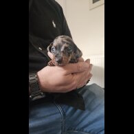 Dachshund (Miniature Smooth Haired)