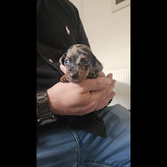Dachshund (Miniature Smooth Haired)