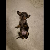 Dachshund (Miniature Smooth Haired)