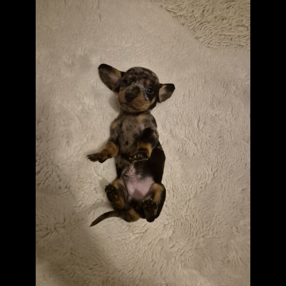 Dachshund (Miniature Smooth Haired)