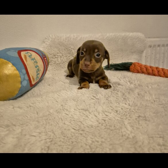 Dachshund (Miniature Smooth Haired)