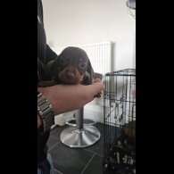 Dachshund (Miniature Smooth Haired)