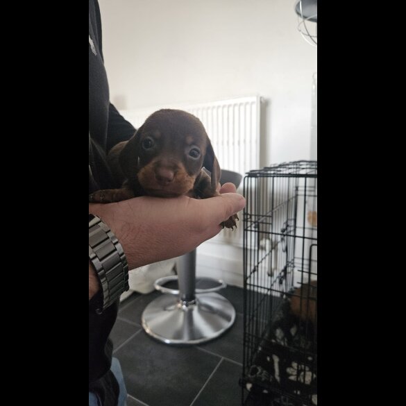 Dachshund (Miniature Smooth Haired)