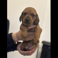 Dachshund (Miniature Smooth Haired)