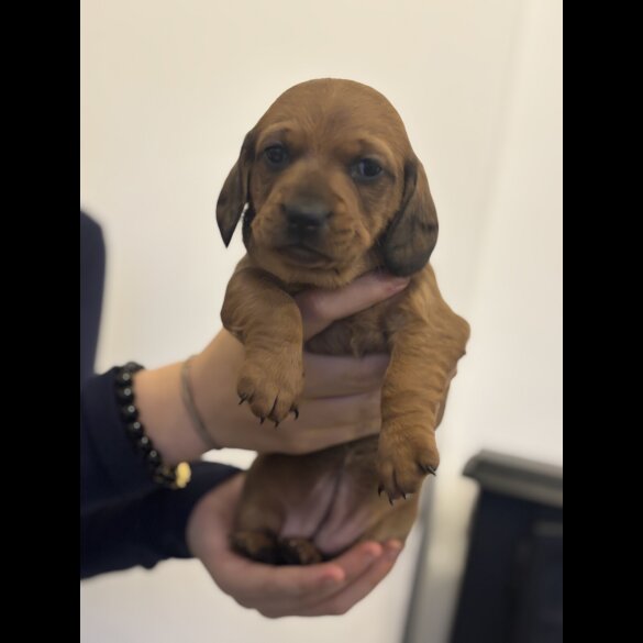 Dachshund (Miniature Smooth Haired)