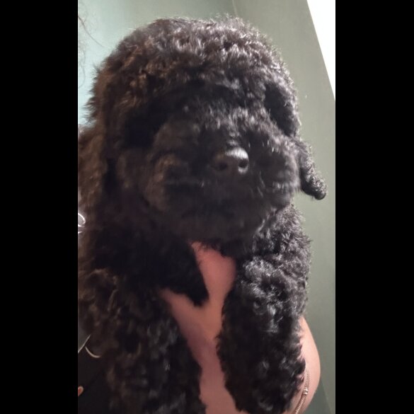 Miniature Poodle