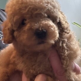 Miniature Poodle