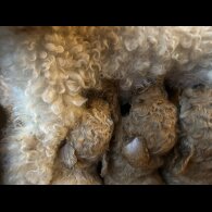 Miniature Poodle