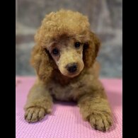 Miniature Poodle