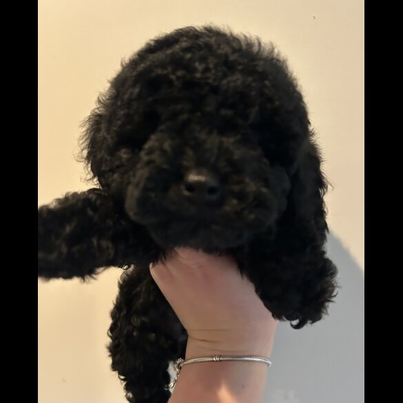 Miniature Poodle