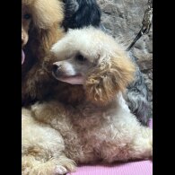 Miniature Poodle