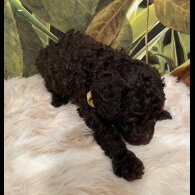 Miniature Poodle