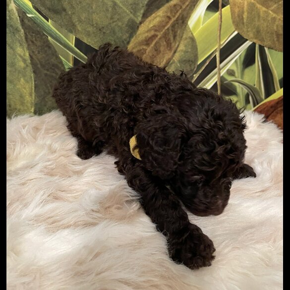 Miniature Poodle
