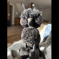 Miniature Poodle