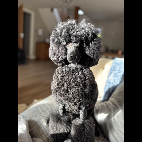 Miniature Poodle