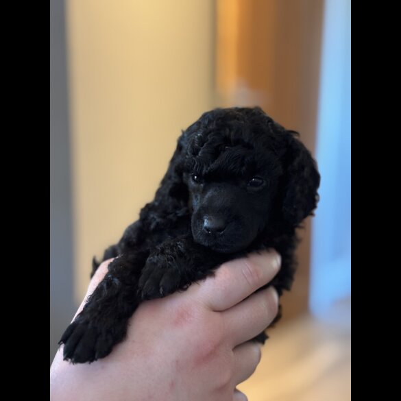 Miniature Poodle