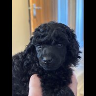 Miniature Poodle