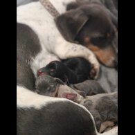 Dachshund (Miniature Smooth Haired)