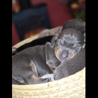 Dachshund (Miniature Smooth Haired)