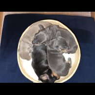 Dachshund (Miniature Smooth Haired)