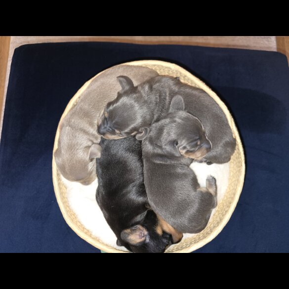 Dachshund (Miniature Smooth Haired)