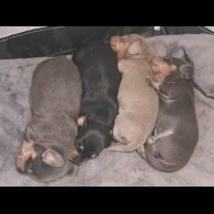 Dachshund (Miniature Smooth Haired)