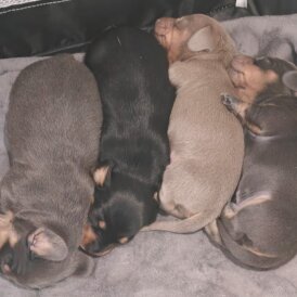 Dachshund (Miniature Smooth Haired)