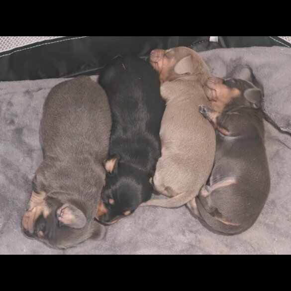 Dachshund (Miniature Smooth Haired)