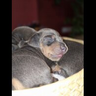 Dachshund (Miniature Smooth Haired)