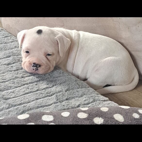 Dorset Olde Tyme Bulldogge