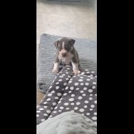 Dorset Olde Tyme Bulldogge