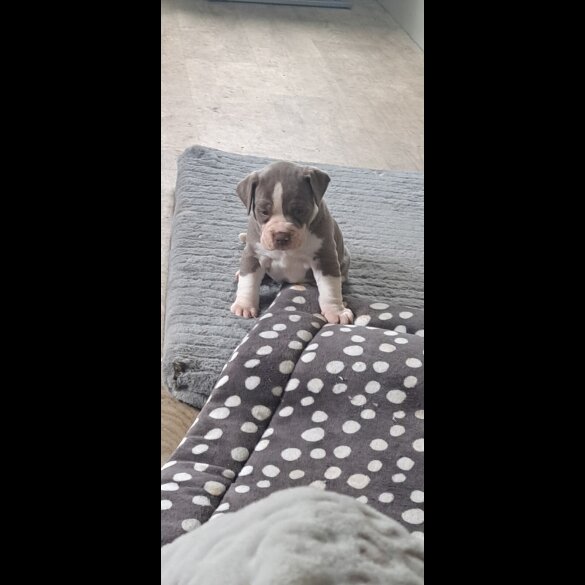 Dorset Olde Tyme Bulldogge