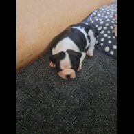 Dorset Olde Tyme Bulldogge