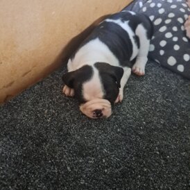 Dorset Olde Tyme Bulldogge