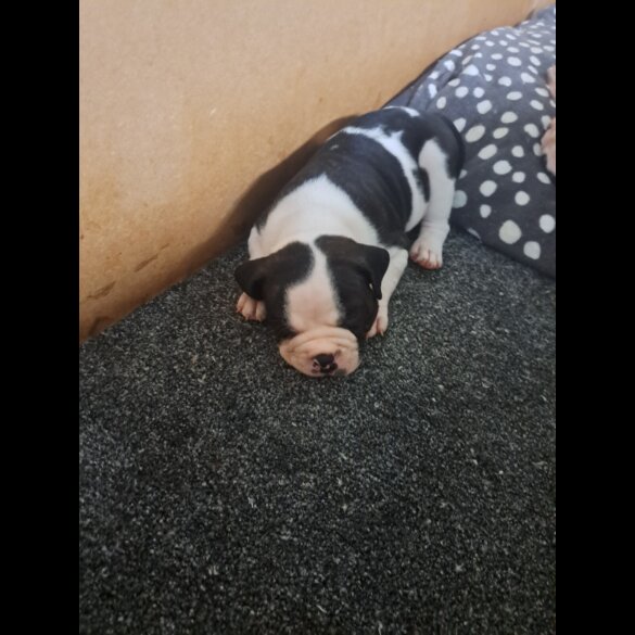 Dorset Olde Tyme Bulldogge