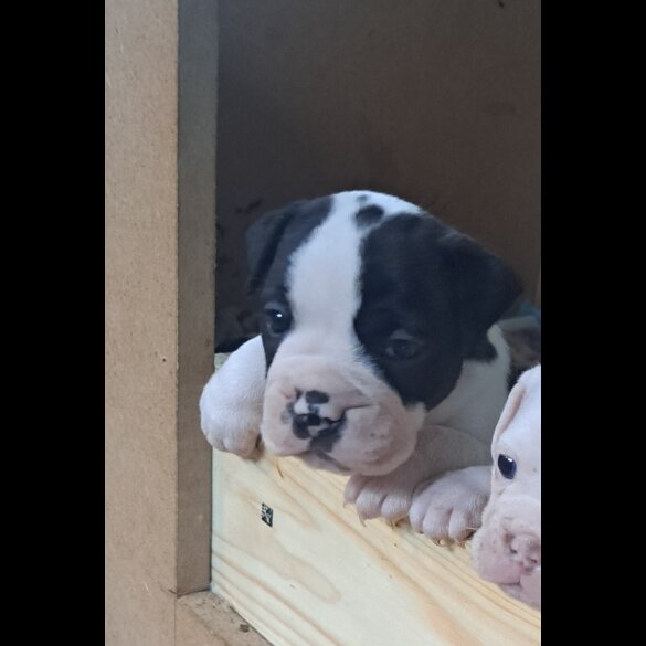 Dorset Olde Tyme Bulldogge