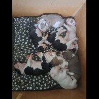 Dorset Olde Tyme Bulldogge