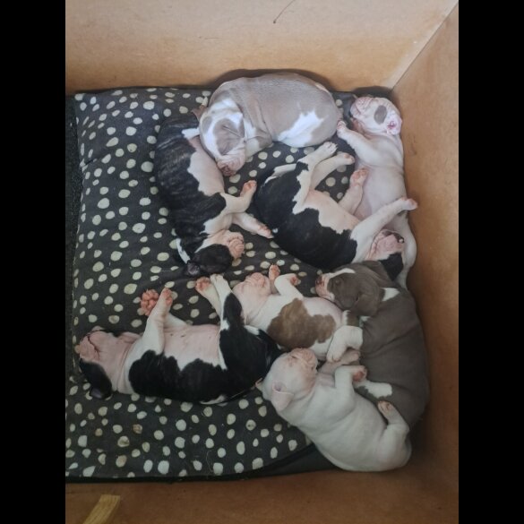 Dorset Olde Tyme Bulldogge