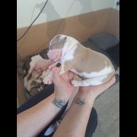 Dorset Olde Tyme Bulldogge